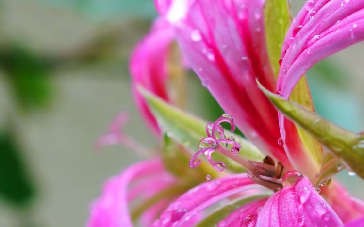 Wallpapers Nature Flowers macro géranium sous la pluie