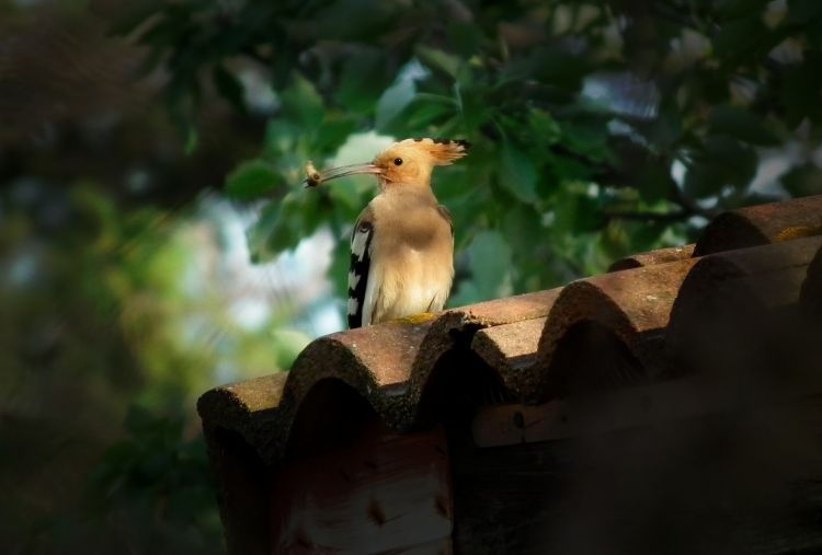 Fonds d'cran Animaux Oiseaux - Huppes Facies Wallpaper N342633