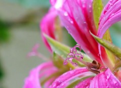  Nature macro géranium sous la pluie