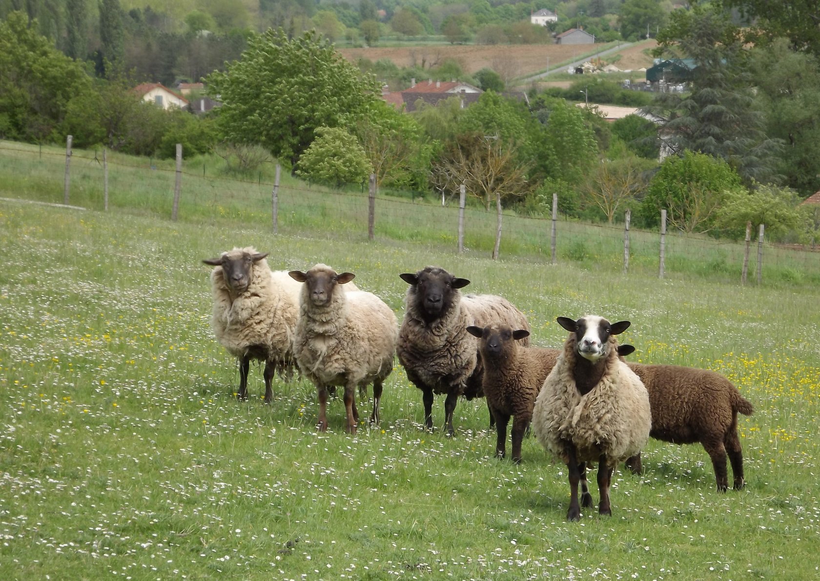 Fonds d'cran Animaux Moutons - Mouflons photo de famille