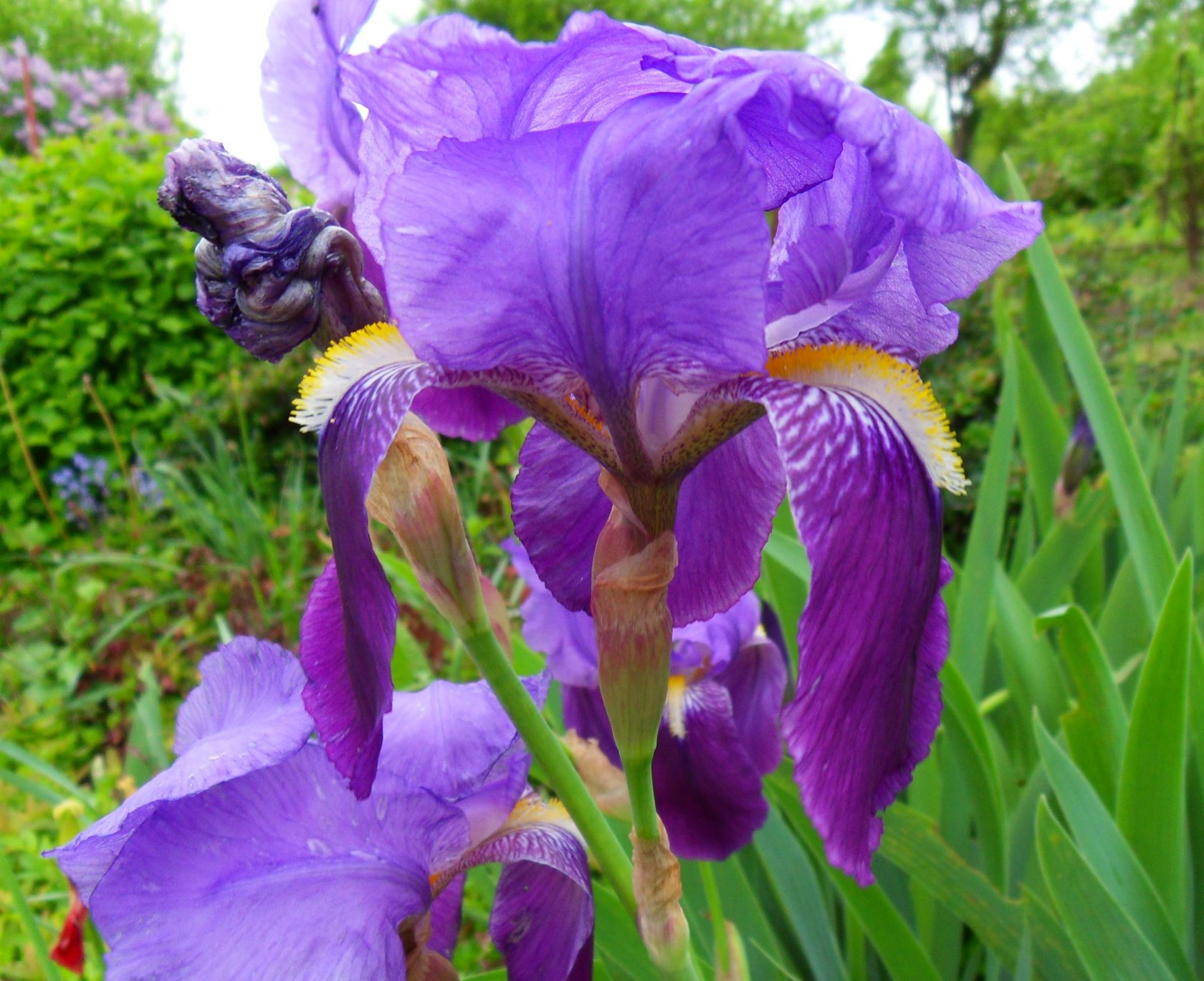 Fonds d'cran Nature Fleurs 