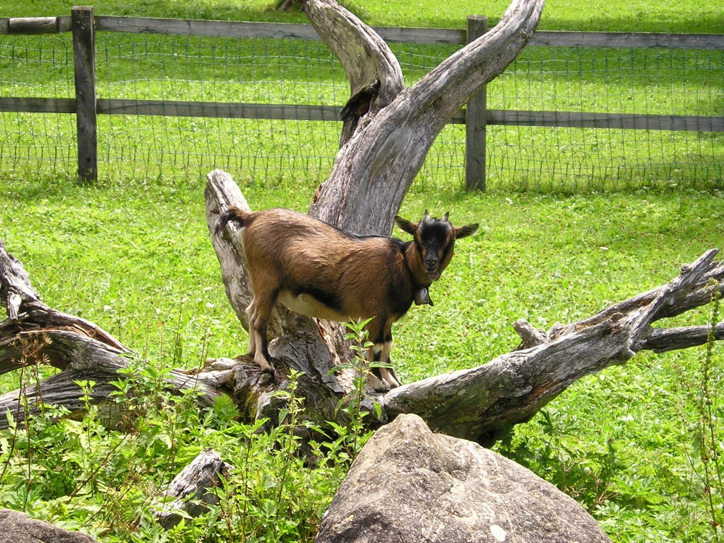 Fonds d'cran Animaux Chvres Mes images