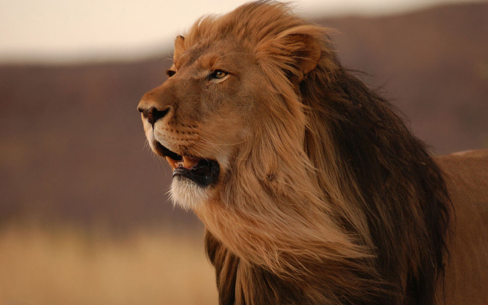 Wallpapers Animals Felines - Lions 