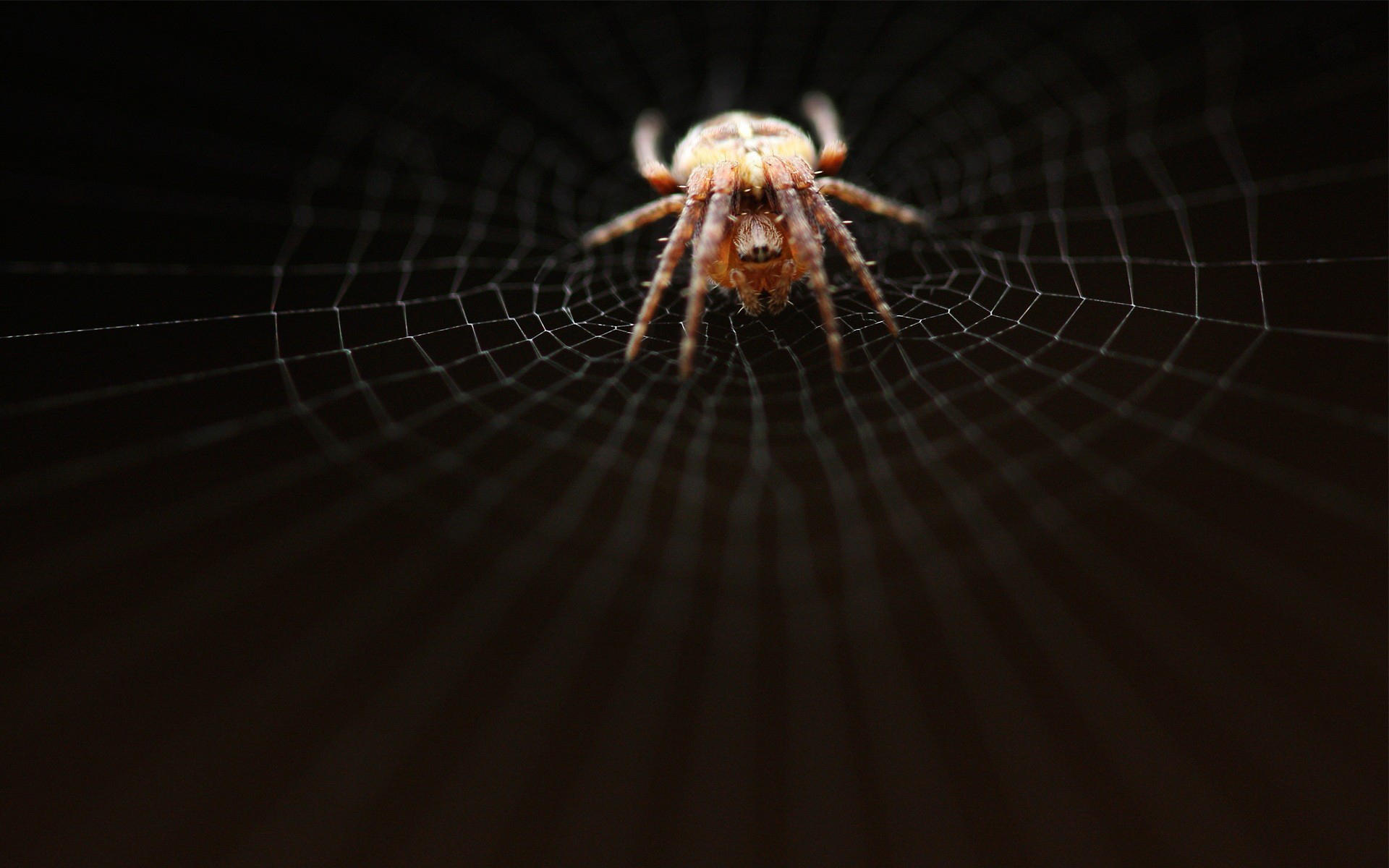 Fonds d'cran Animaux Araignes 