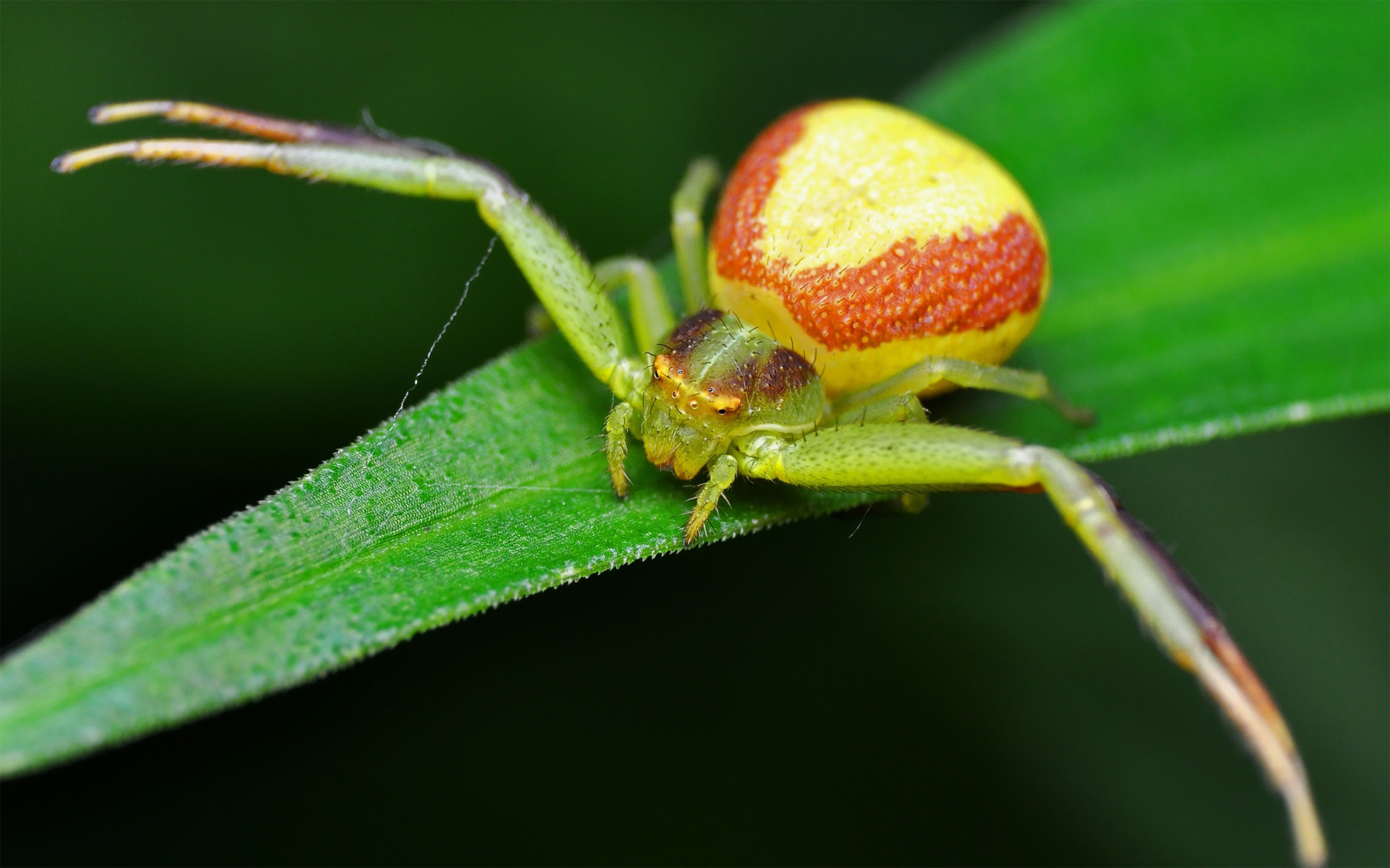 Fonds d'cran Animaux Araignes 