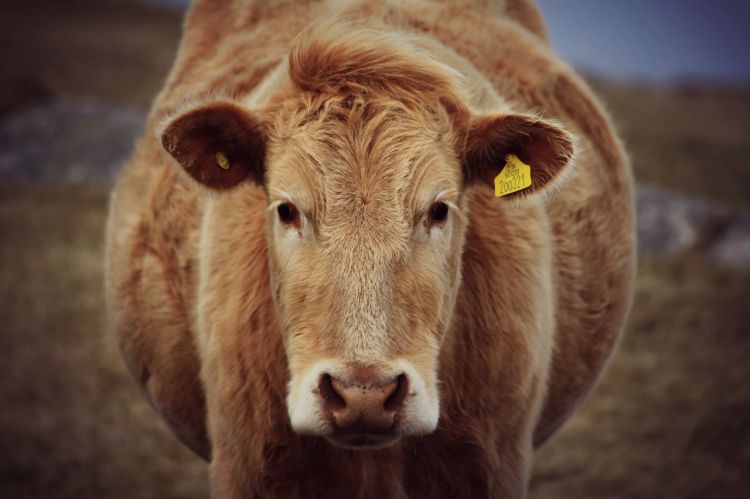 Fonds d'cran Animaux Vaches - Taureaux - Boeufs Vache en écosse