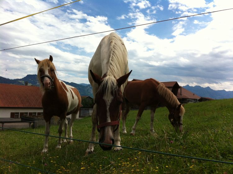 Fonds d'cran Animaux Chevaux Mes images