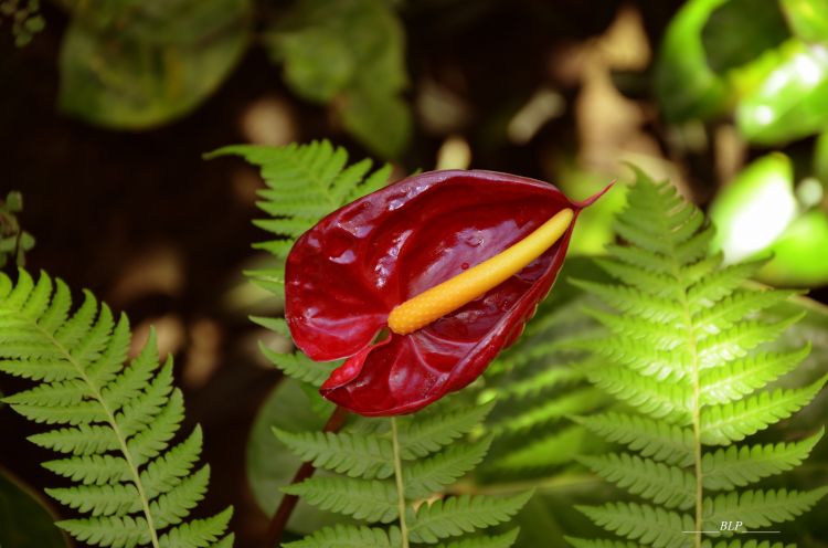 Fonds d'cran Nature Fleurs Anthurium du jardin