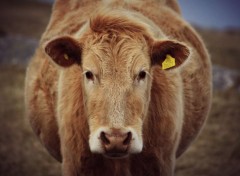  Animaux Vache en écosse