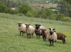  Animaux photo de famille