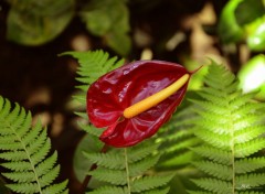  Nature Anthurium du jardin