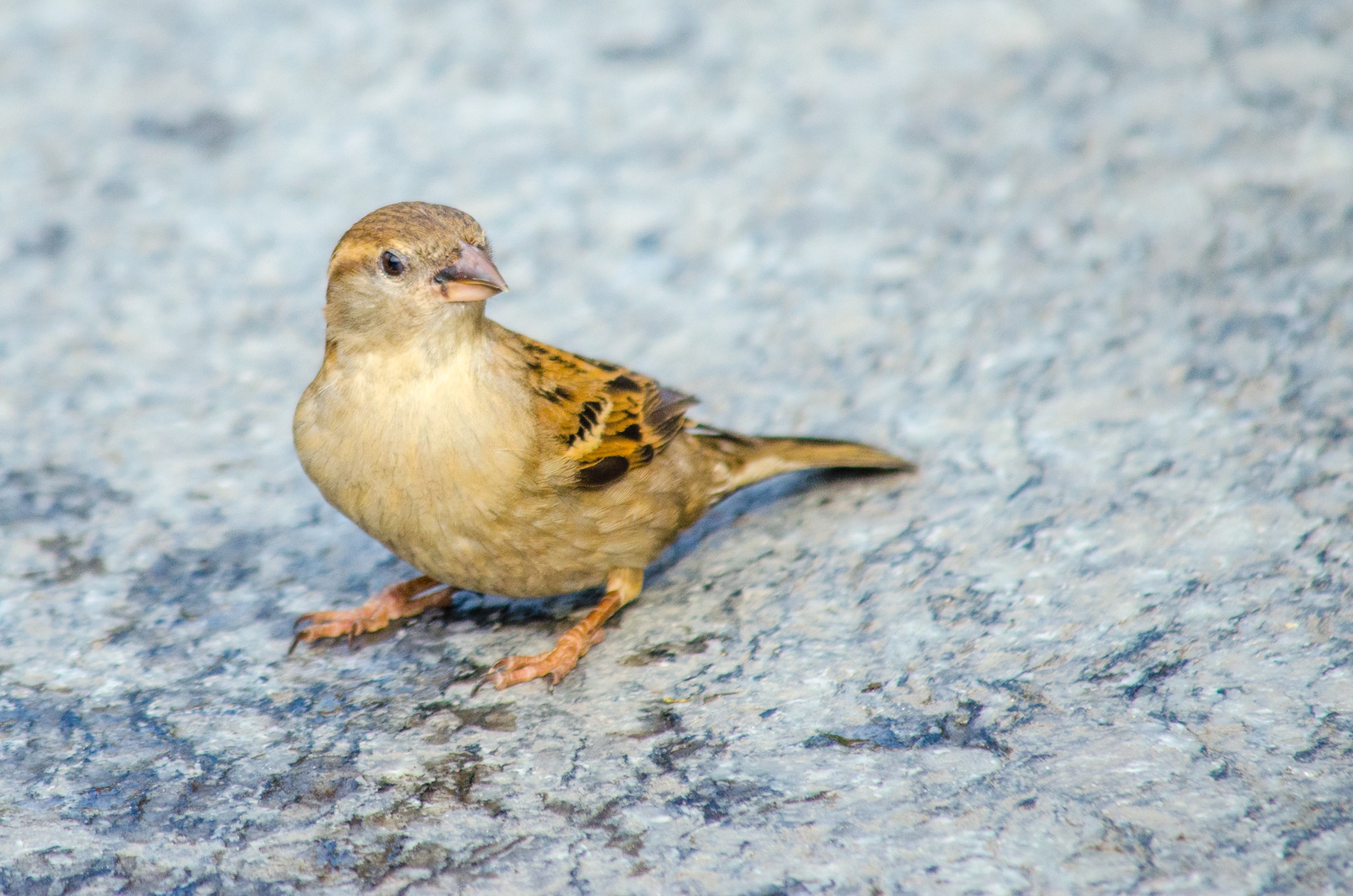 Fonds d'cran Animaux Oiseaux - Divers 