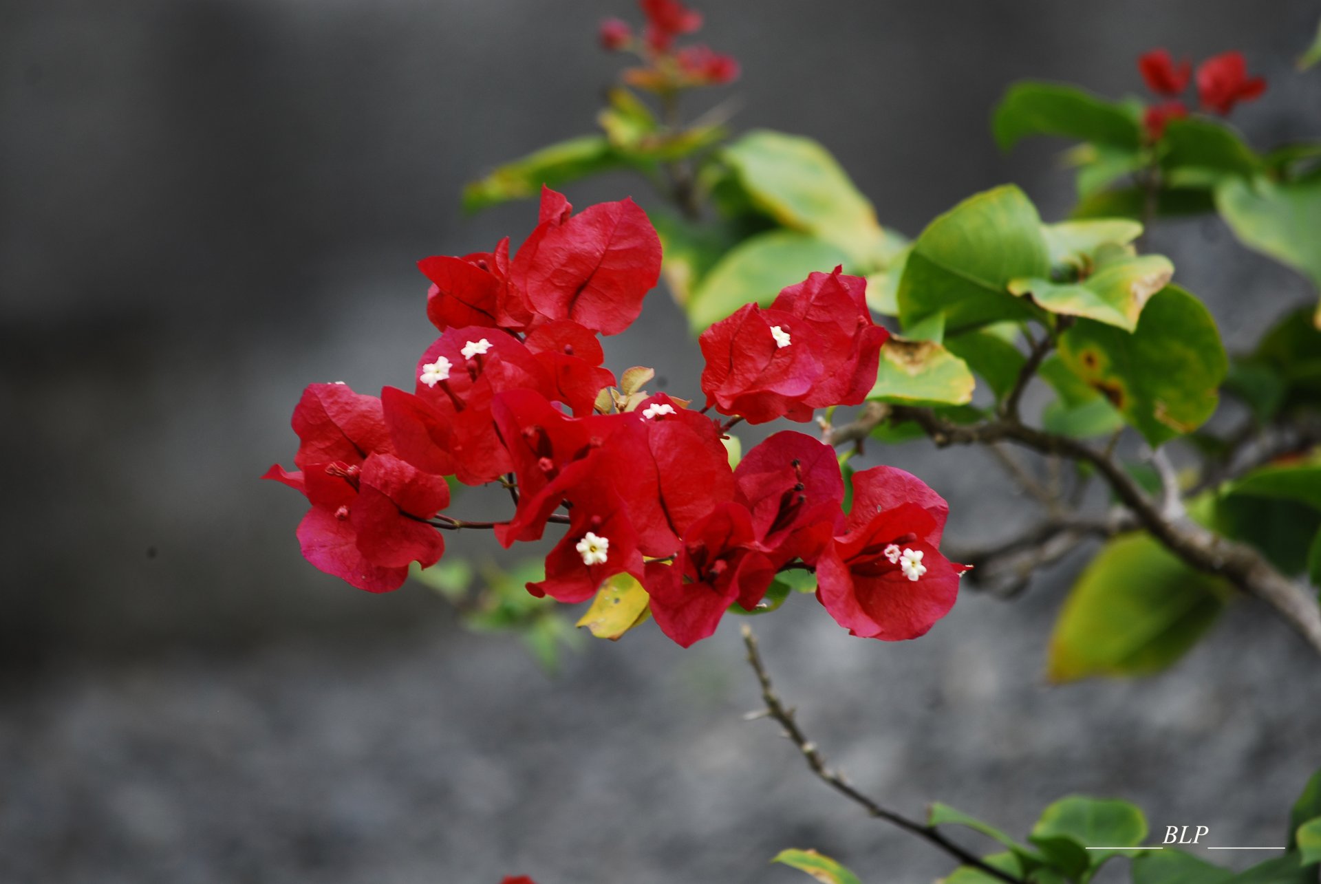 Fonds d'cran Nature Fleurs Bougainvillier