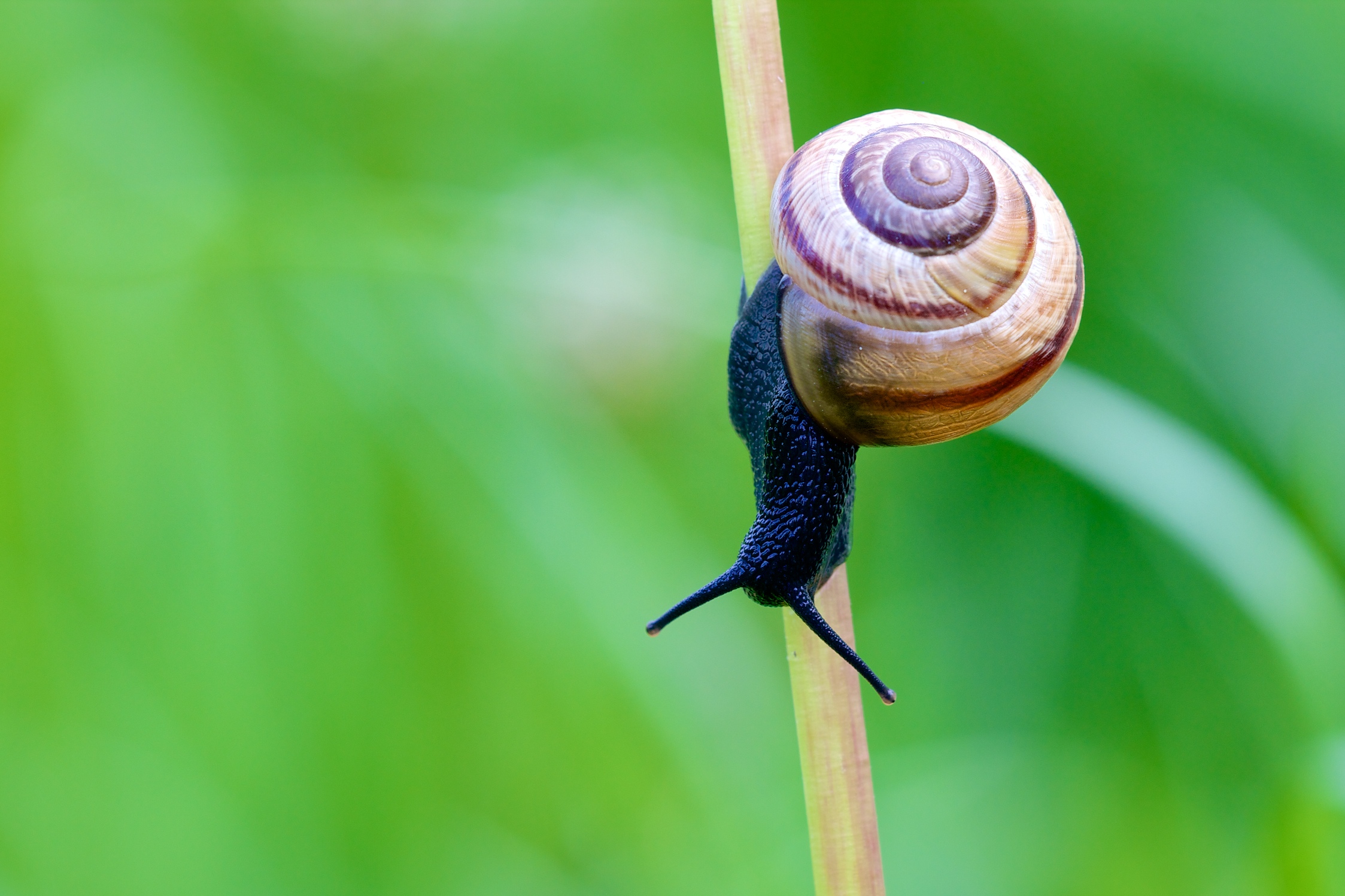 Fonds d'cran Animaux Escargots - Limaces coco l'escargot 