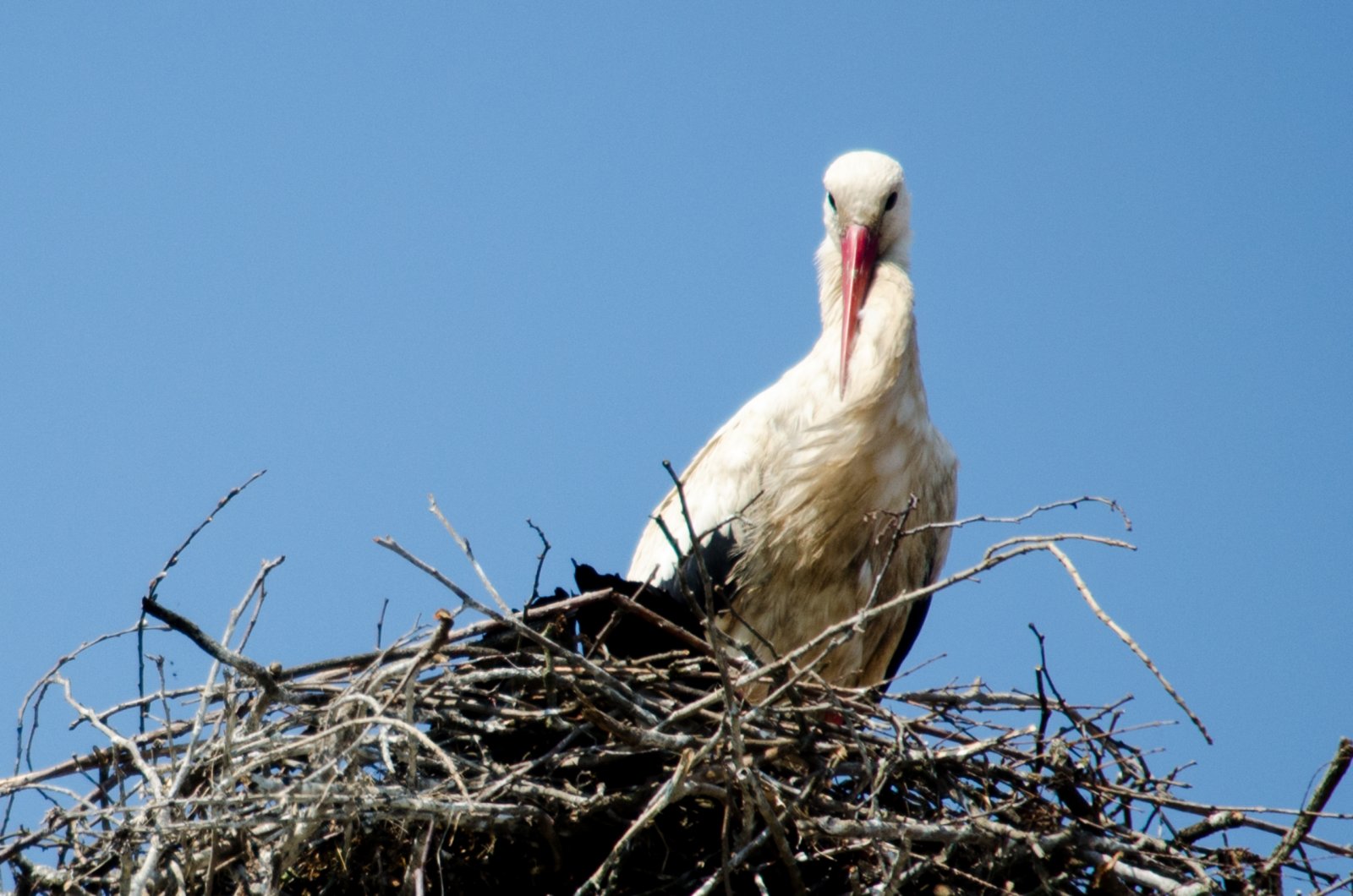 Fonds d'cran Animaux Oiseaux - Cigognes 