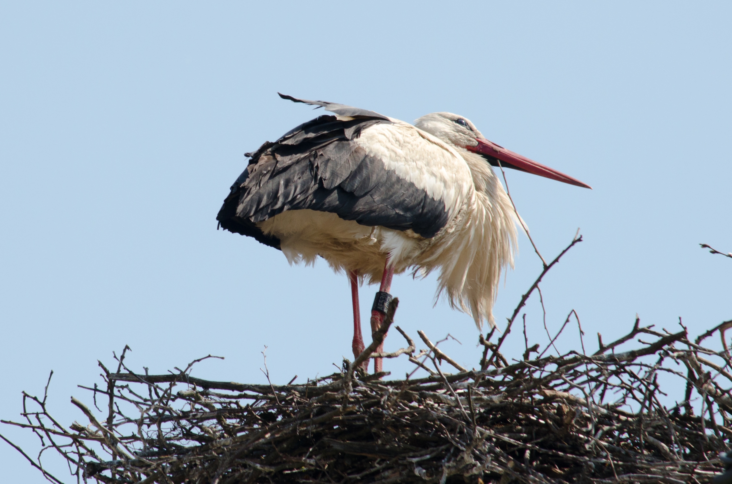 Fonds d'cran Animaux Oiseaux - Cigognes 