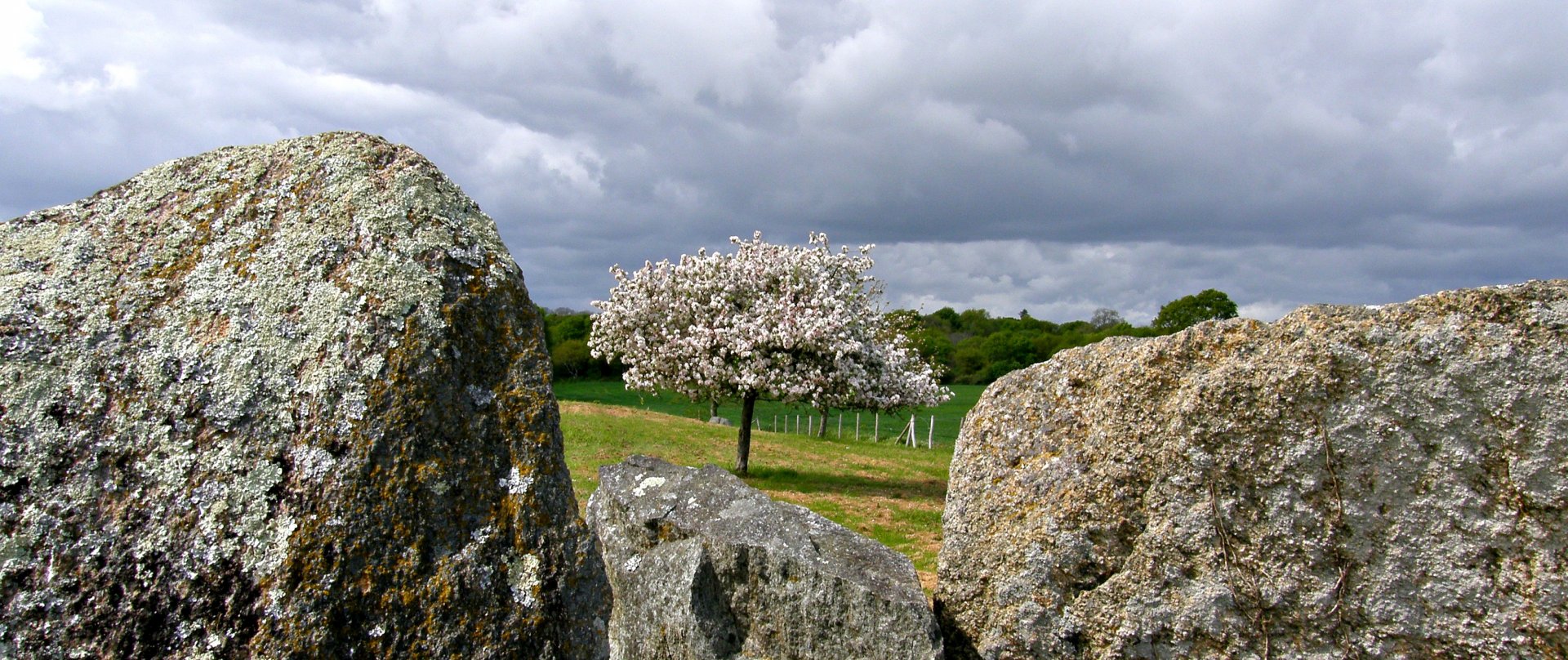 Fonds d'cran Nature Arbres - Forts 