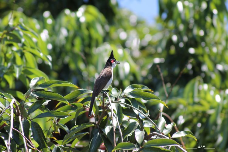 Wallpapers Animals Birds - Merles Merle