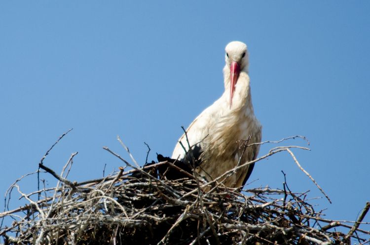 Fonds d'cran Animaux Oiseaux - Cigognes Wallpaper N343006