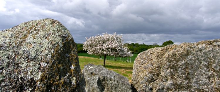 Fonds d'cran Nature Arbres - Forts Wallpaper N343076