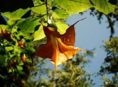  Nature Fleurs des hauts