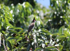  Animaux Merle