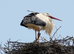  Animaux Image sans titre N343007