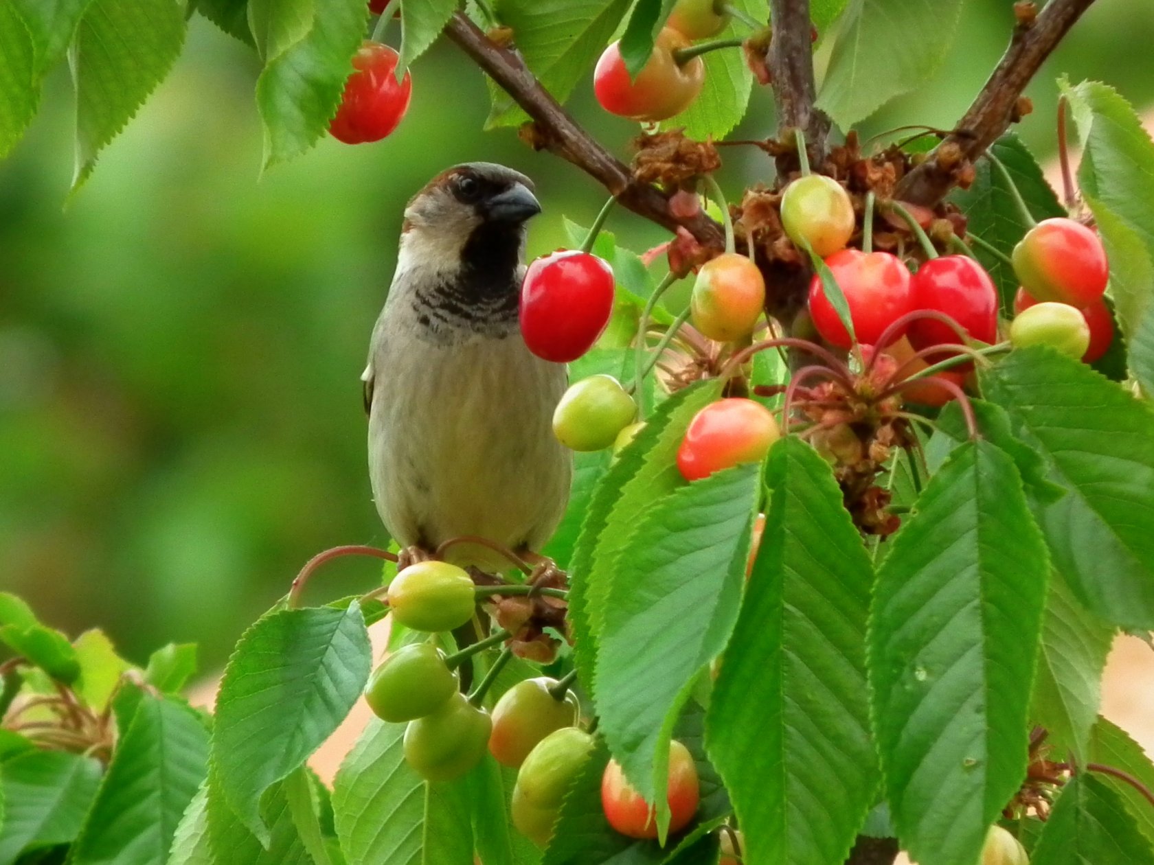 Fonds d'cran Animaux Oiseaux - Moineaux 