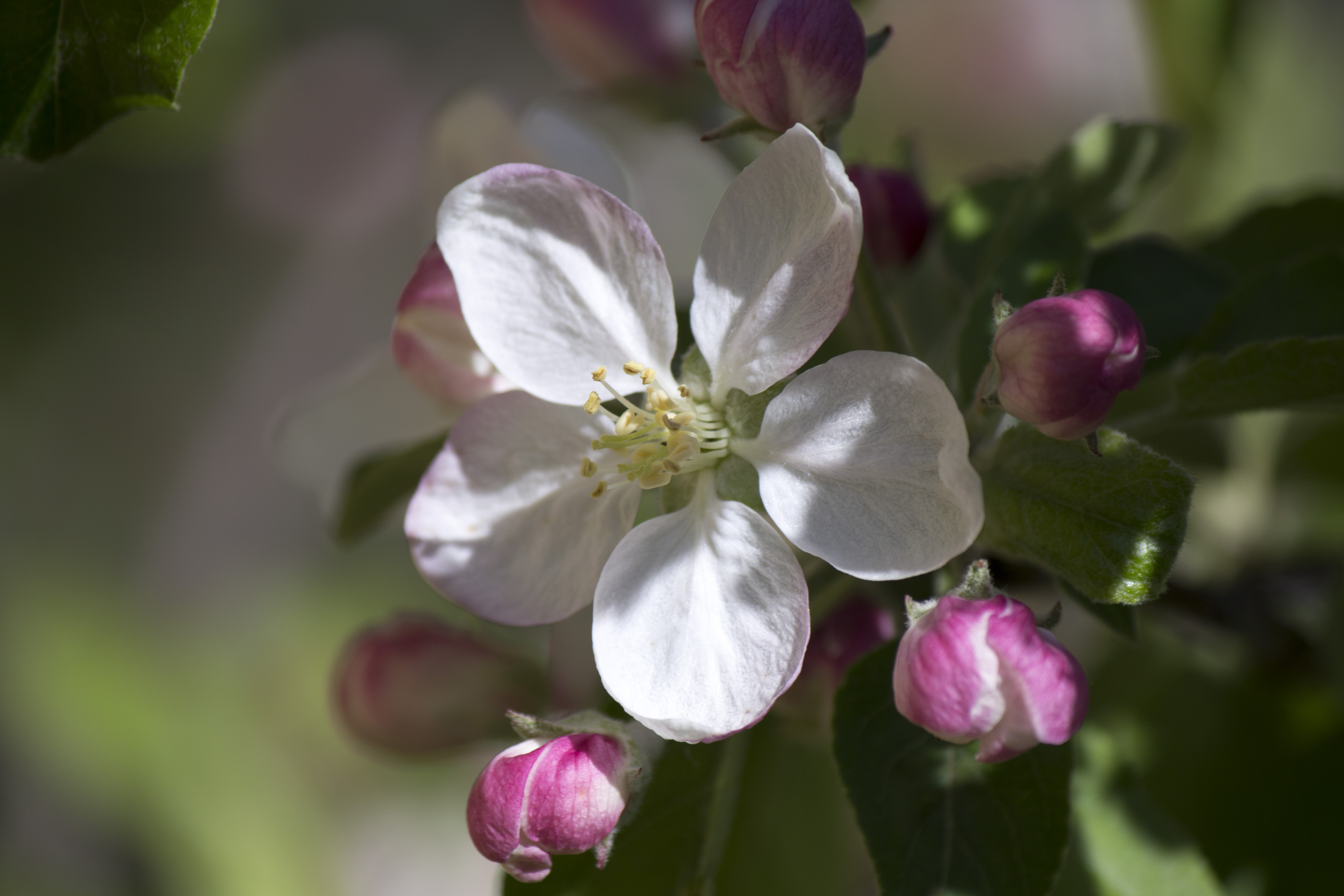 Fonds d'cran Nature Fleurs Pommiers en fleurs