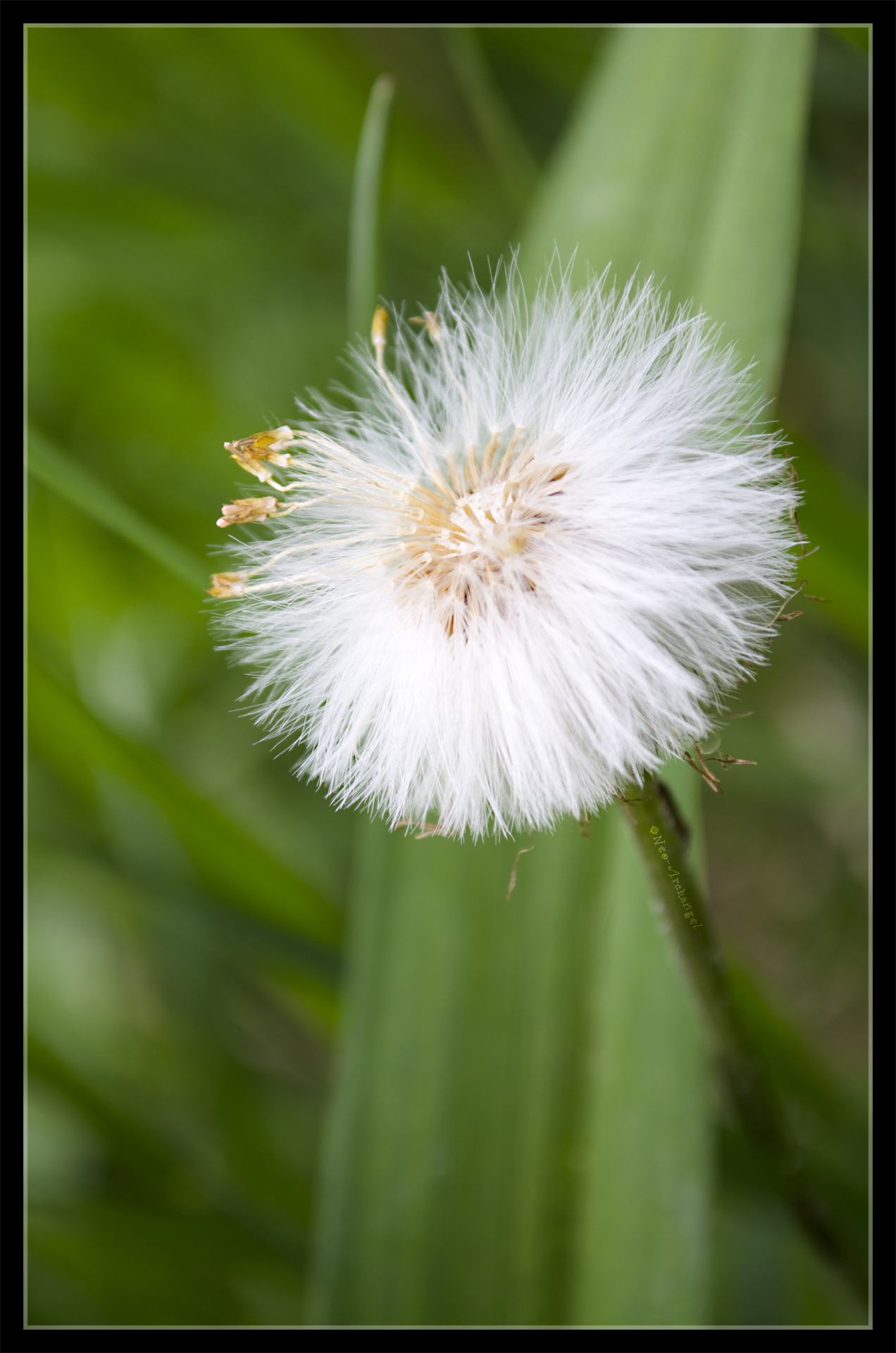 Wallpapers Nature Flowers Pissenlit