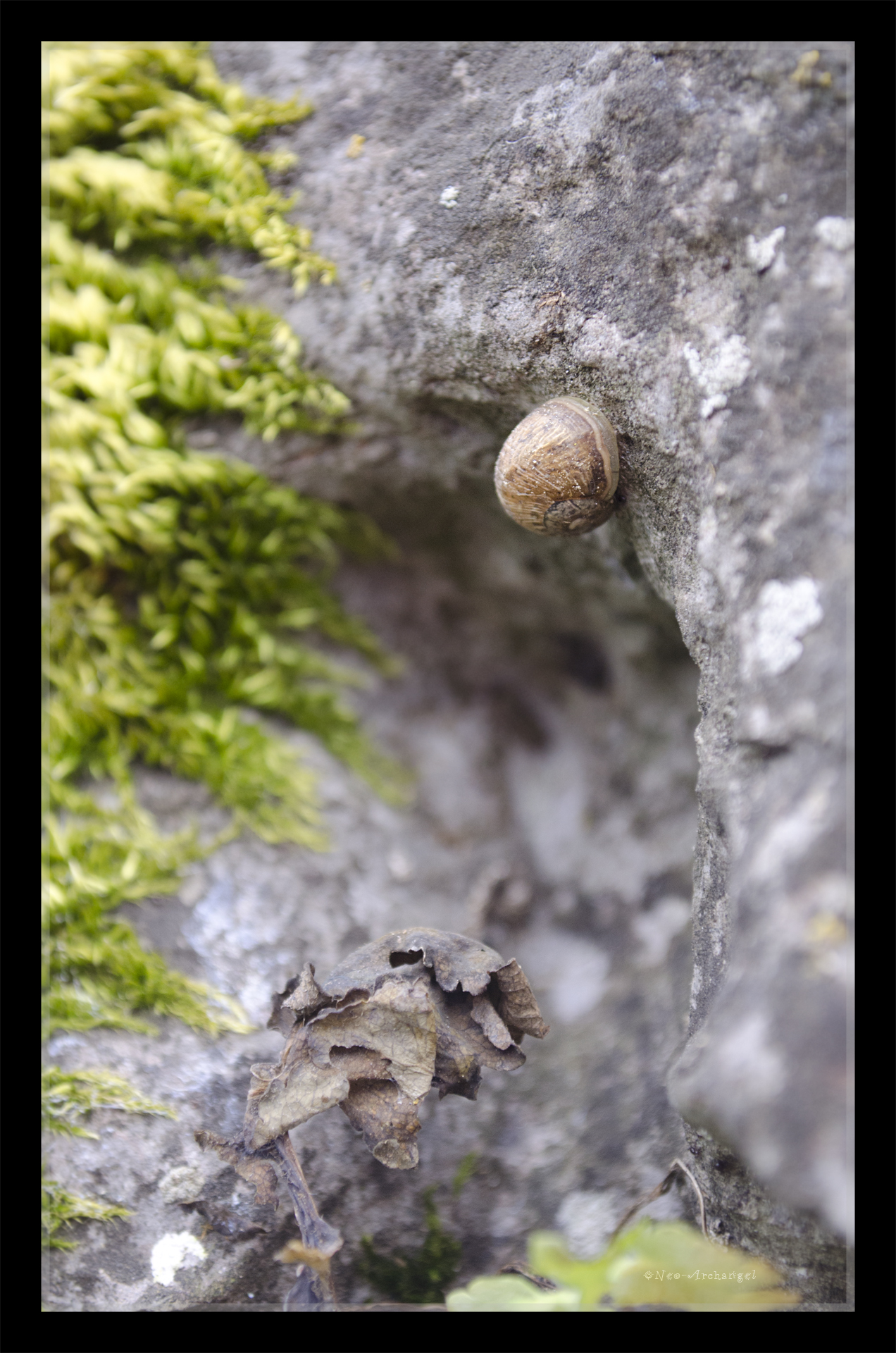 Wallpapers Animals Snails - Slugs Escargot