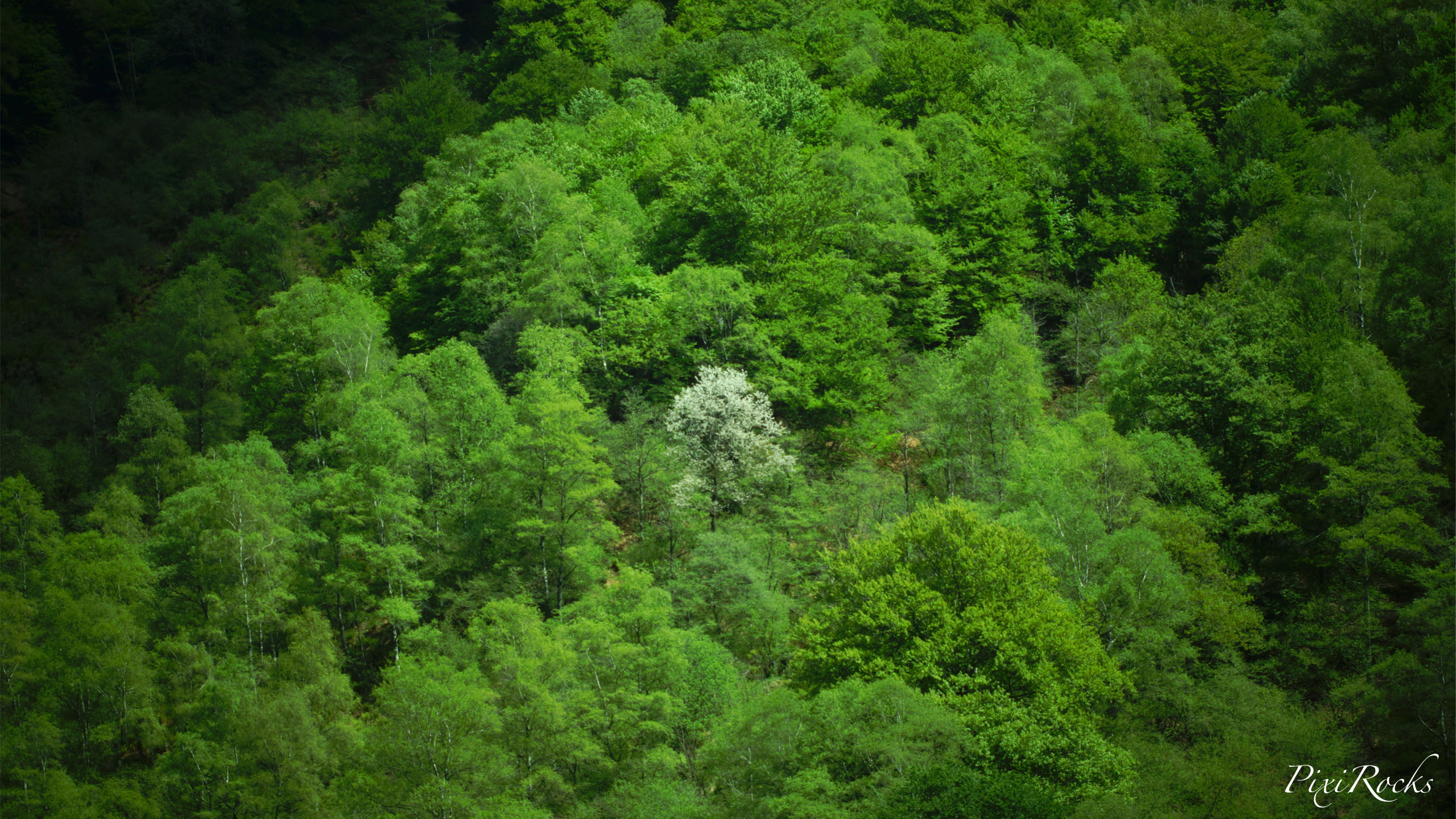 Fonds d'cran Nature Arbres - Forts La forêt qui cache l'arbre