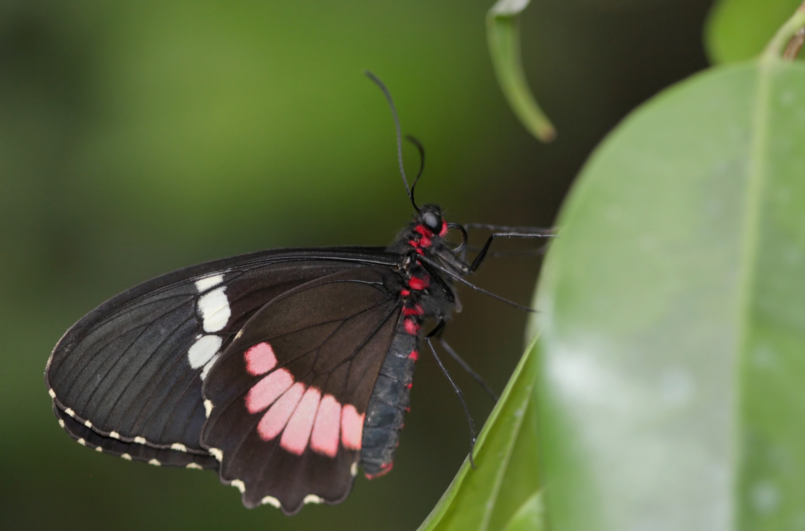 Wallpapers Animals Insects - Butterflies 