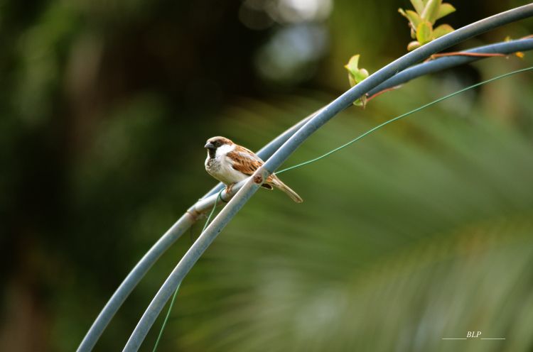 Fonds d'cran Animaux Oiseaux - Moineaux Moineau