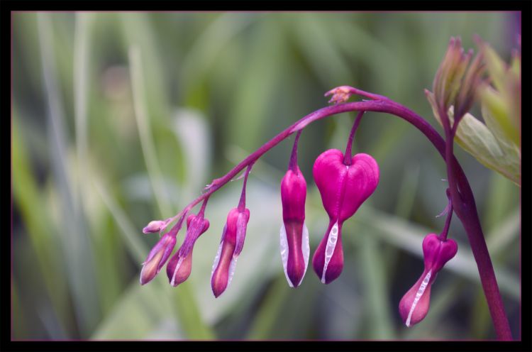 Wallpapers Nature Flowers Heart