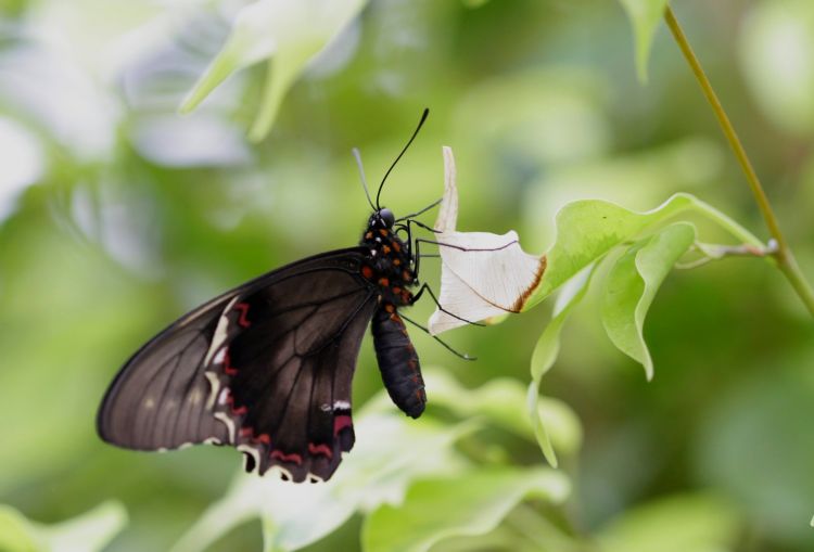 Fonds d'cran Animaux Insectes - Papillons Wallpaper N343187