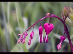  Nature Heart