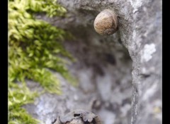  Animaux Escargot