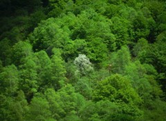  Nature La forêt qui cache l'arbre