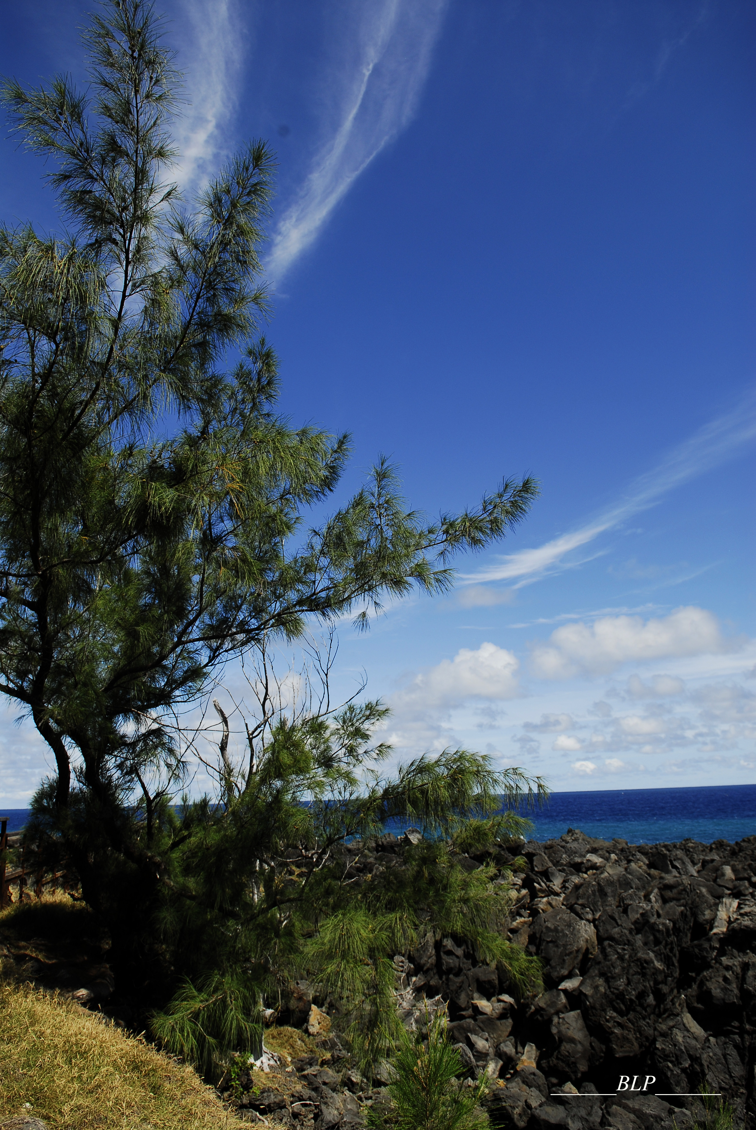 Fonds d'cran Nature Arbres - Forts Filaos