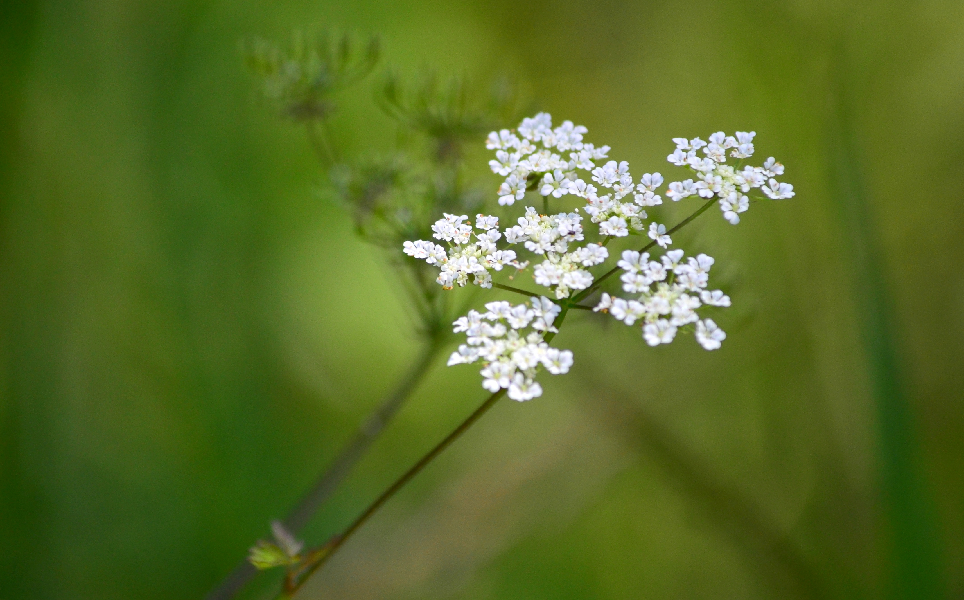 Wallpapers Nature Flowers 