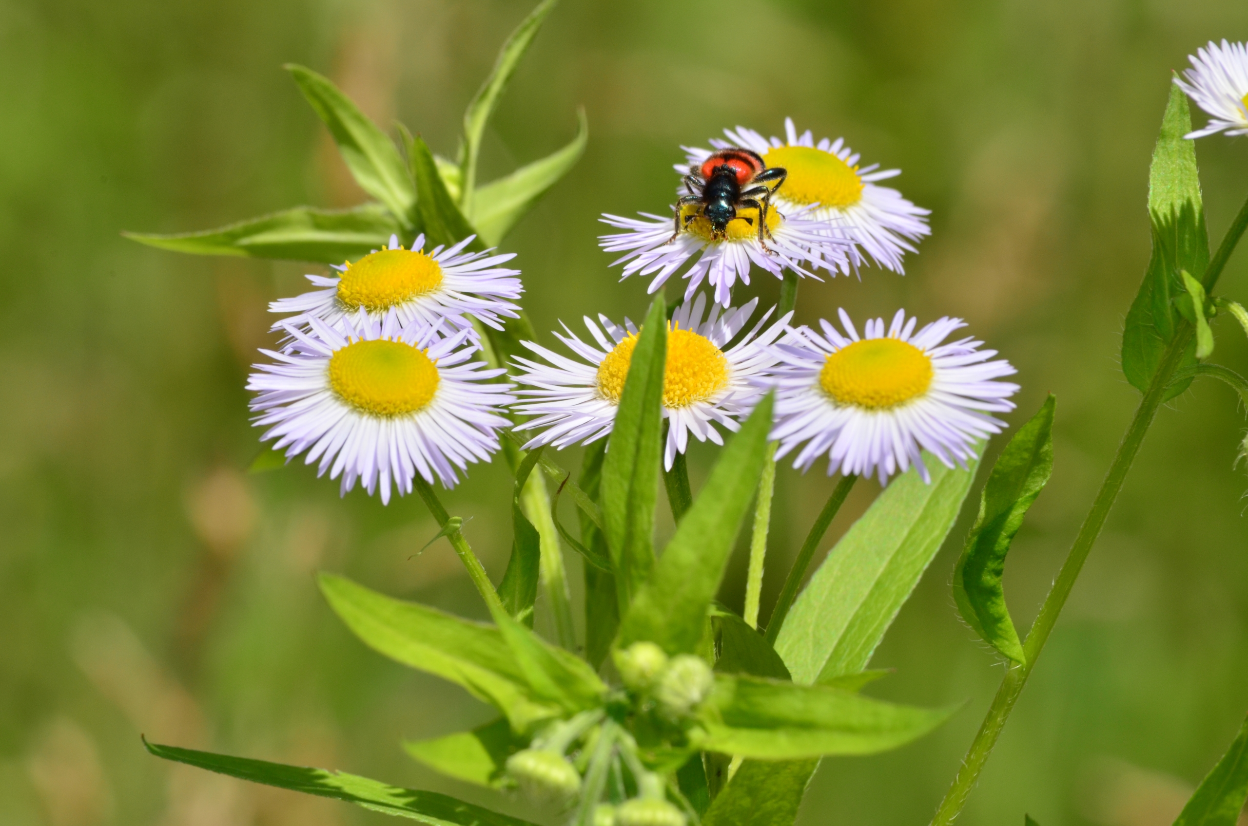 Fonds d'cran Nature Fleurs 