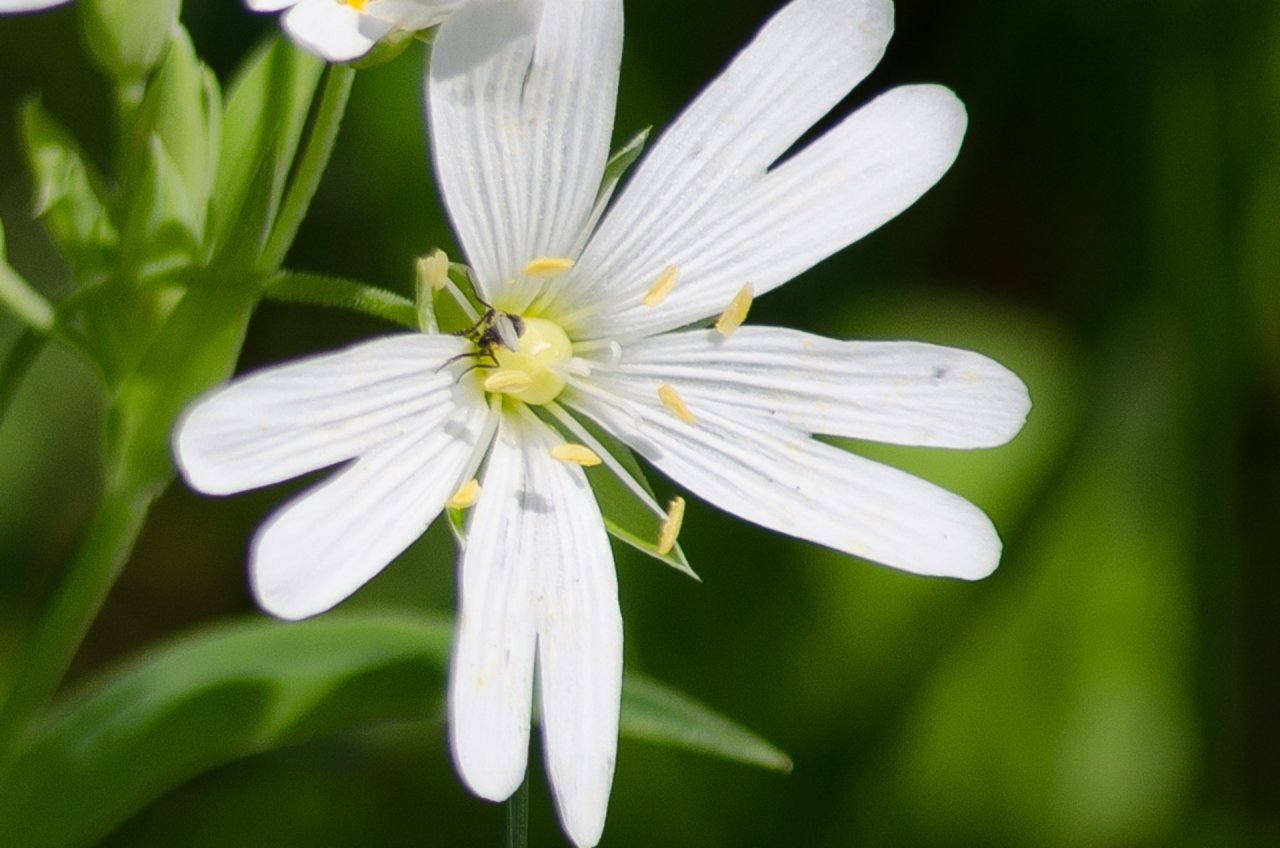 Wallpapers Nature Flowers 