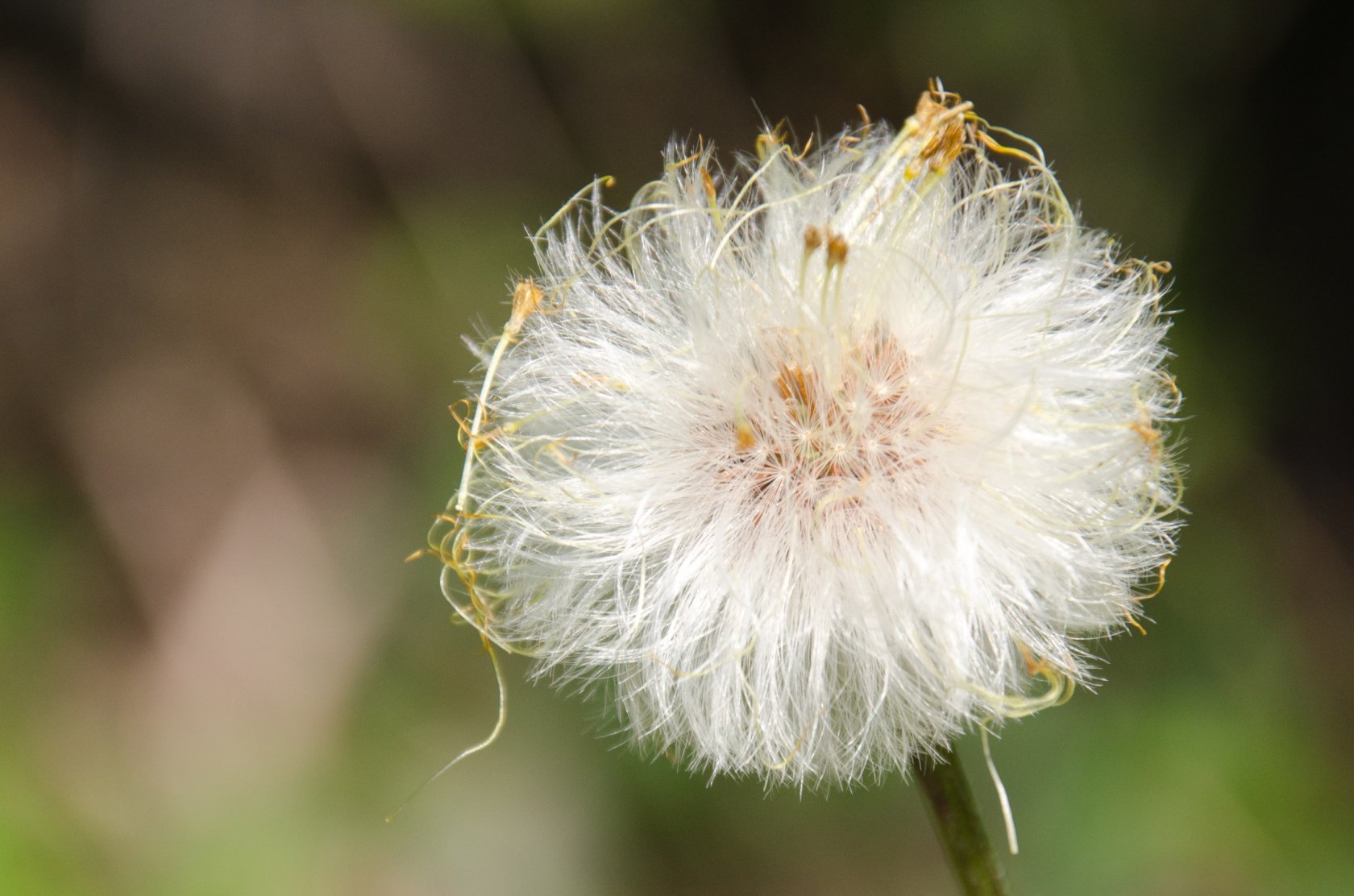 Wallpapers Nature Flowers 