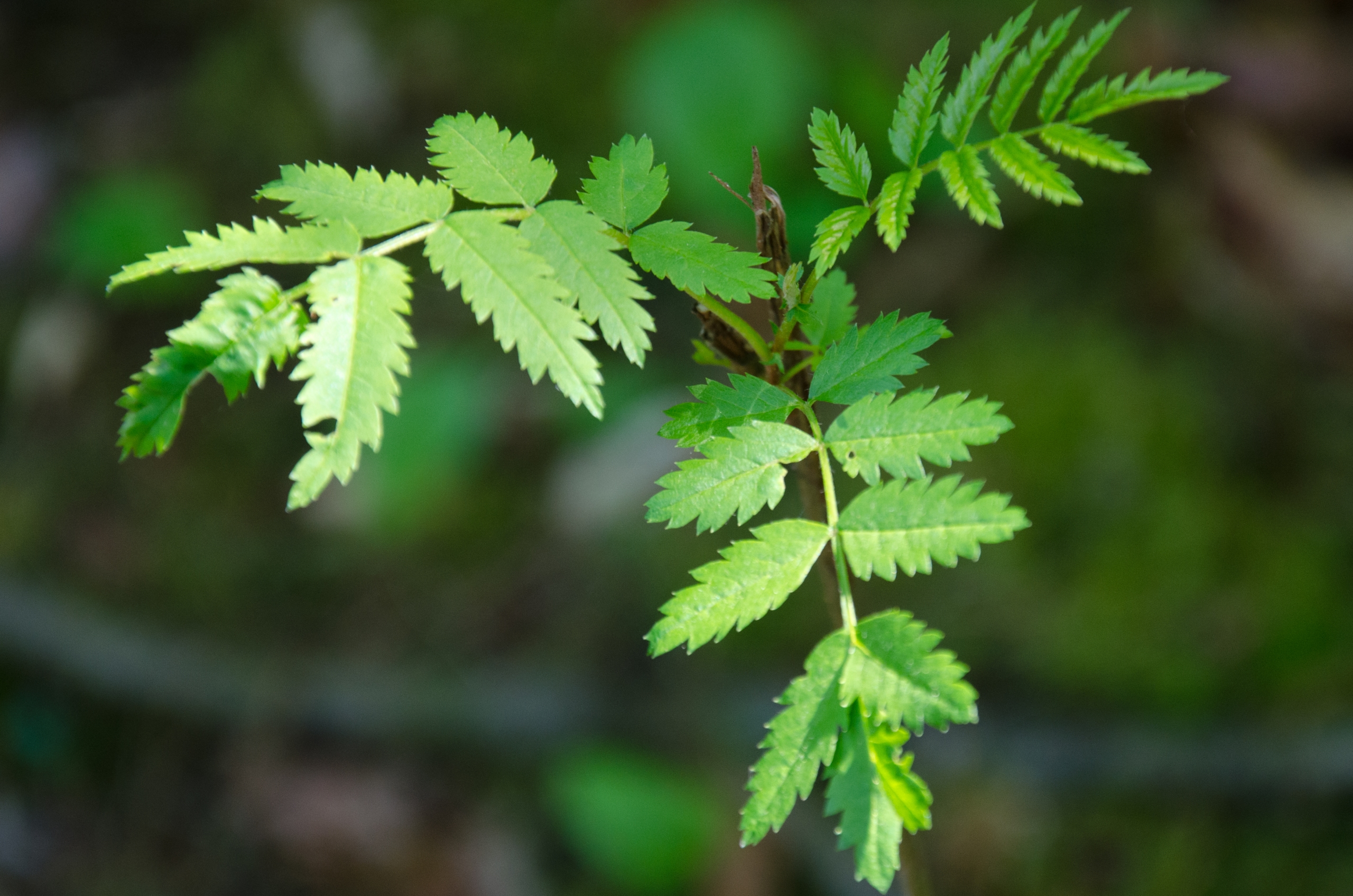 Fonds d'cran Nature Feuilles - Feuillages 