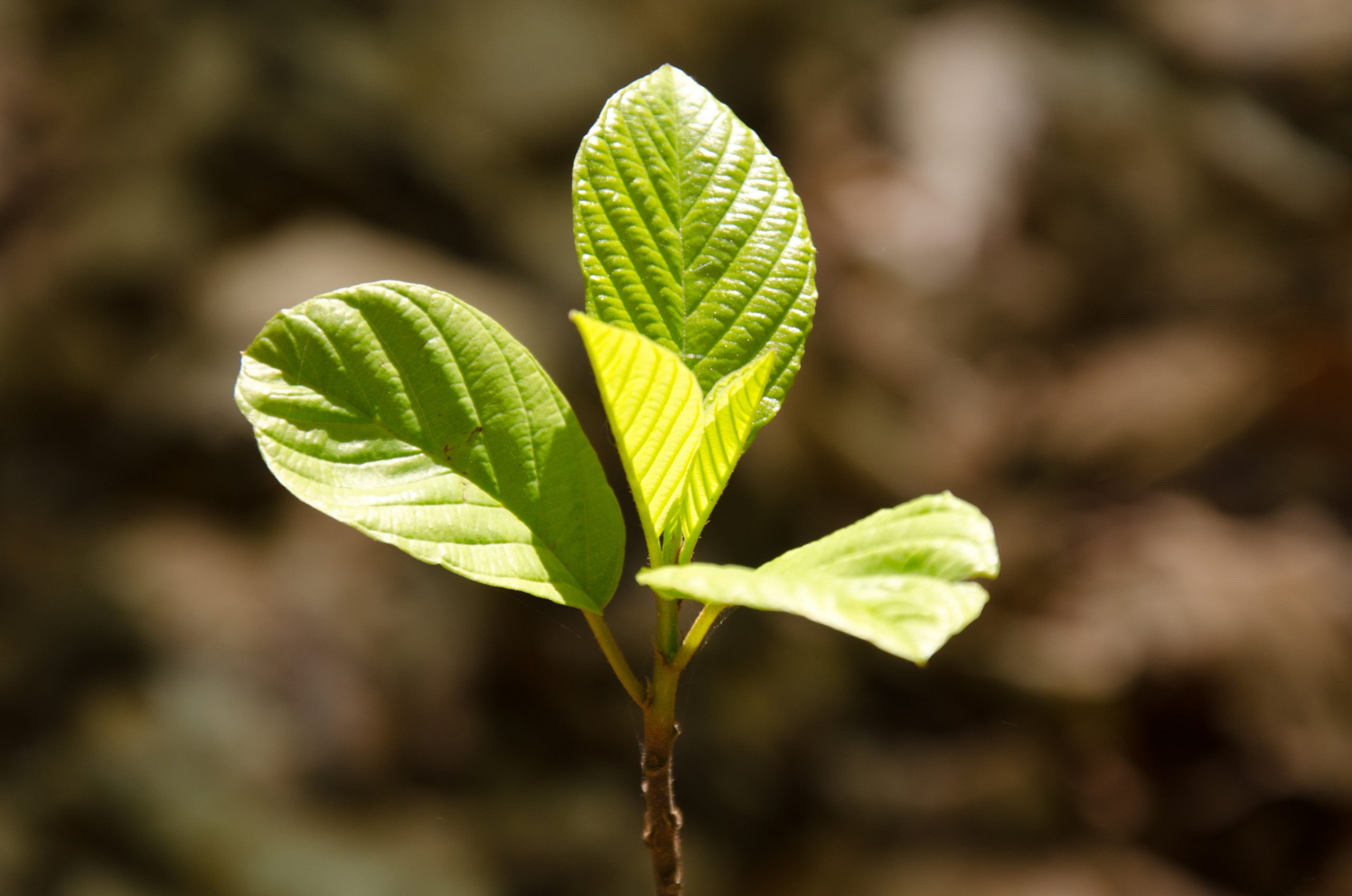 Fonds d'cran Nature Feuilles - Feuillages 