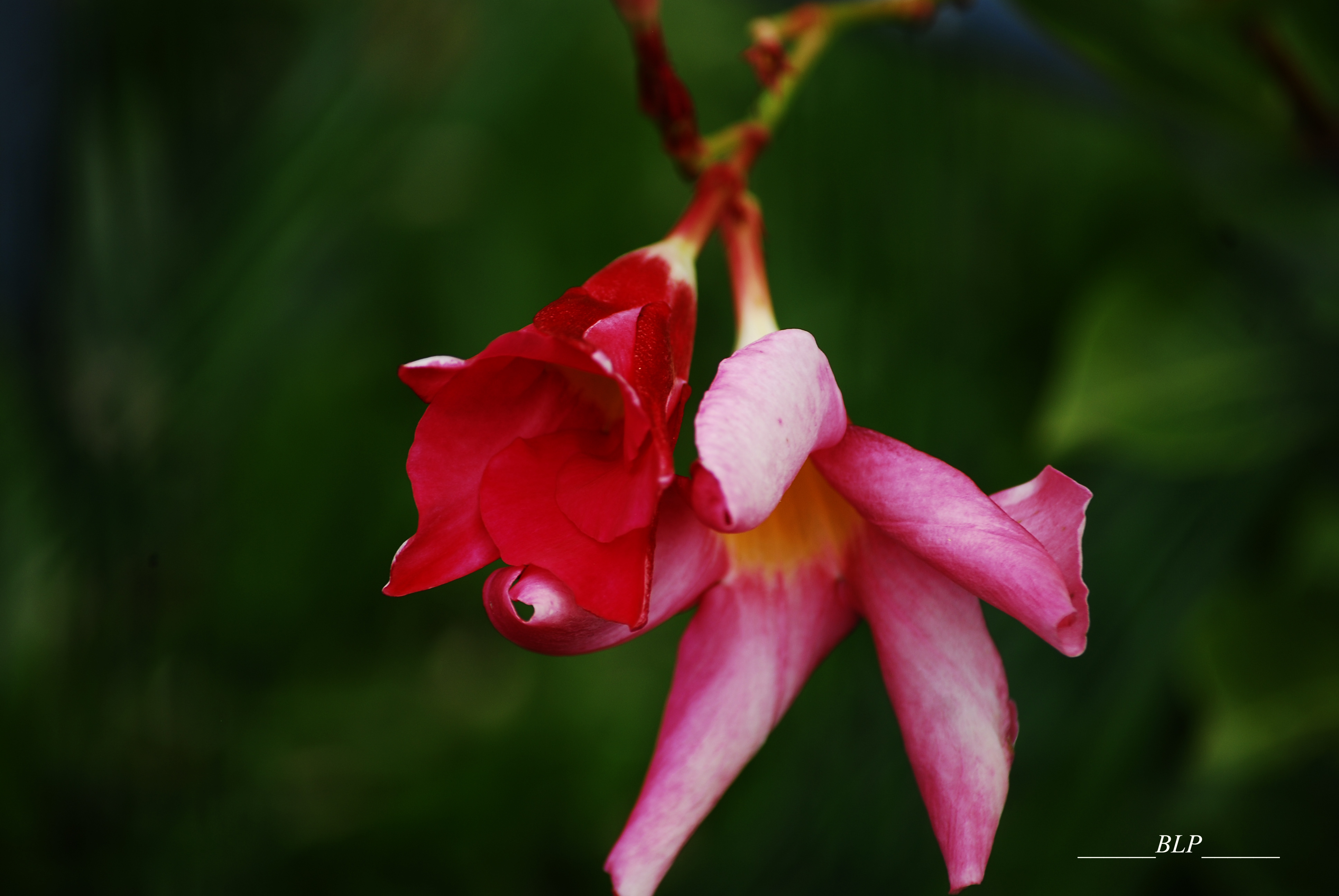 Fonds d'cran Nature Fleurs 