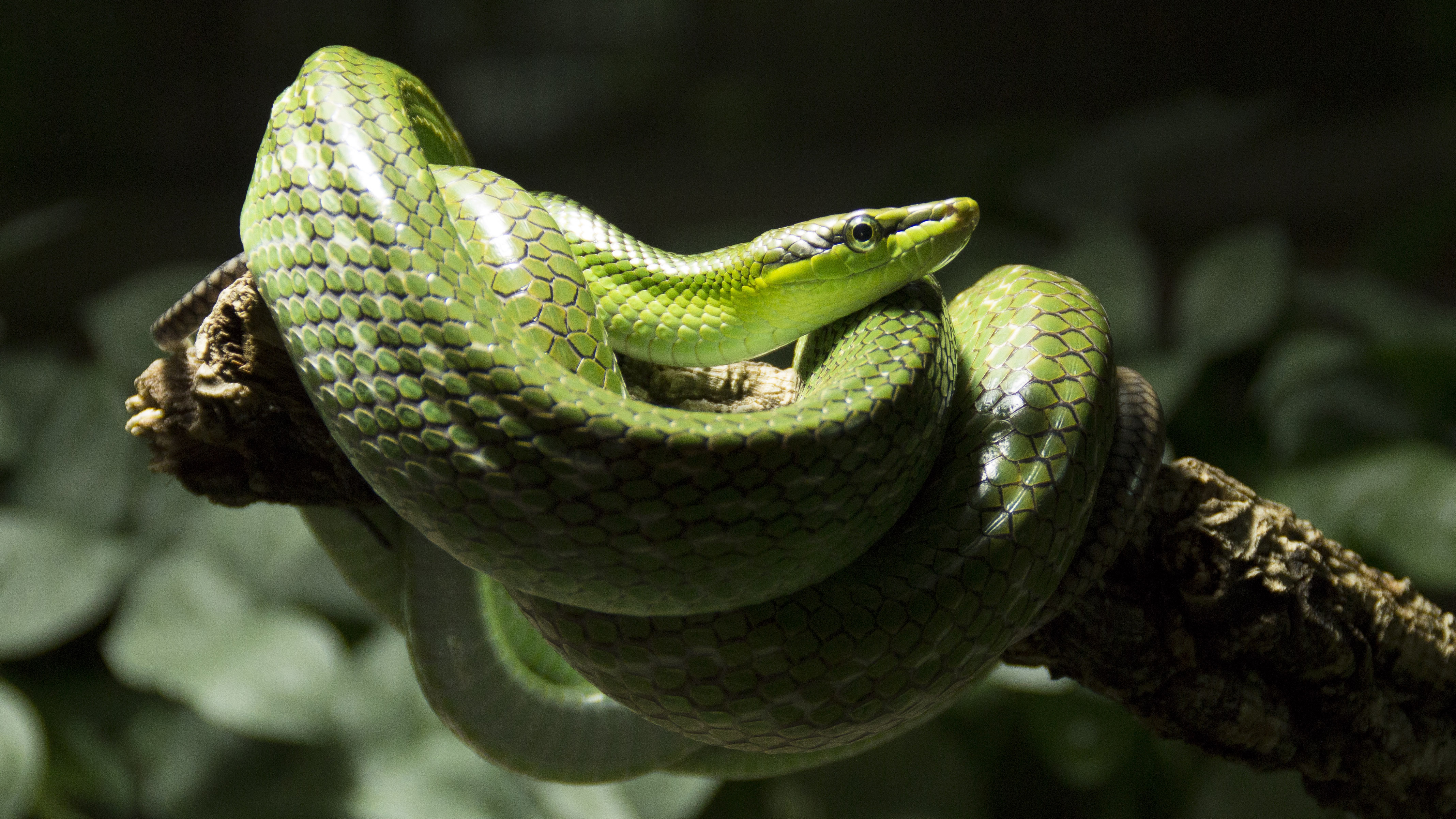 Wallpapers Animals Snakes Serpent Vert