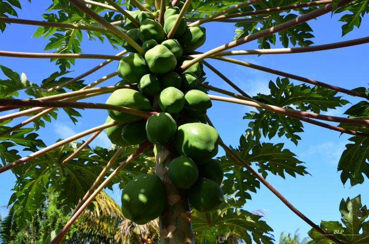 Fonds d'cran Nature Fruits Papaye