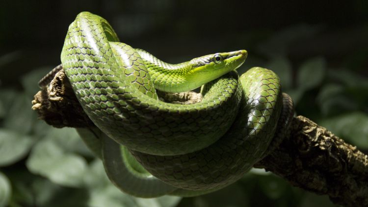 Fonds d'cran Animaux Serpents Serpent Vert